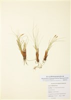 藏品(線葉薹)的圖片